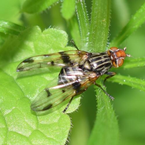 Otites porcus